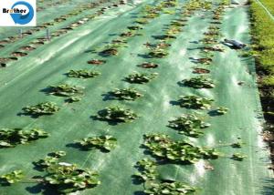 China Heavy Duty Landscape Weed Control Fabric with Precut 6&quot; Hole Spacing Perfect Gardening Weed Blocker Barrier Ground Cover wholesale