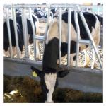 steel pipe 0.75m/position Cattle Head Lock For Dairy Farm Feeding Treating