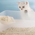 Deodorizing Biodegradable Cat Litter Flushable Most Natural Cat Litter