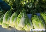 Salad Factory Chinese Cabbage Plant No Pollution Delicious Cold Resistance