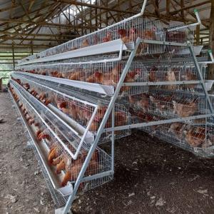 China A Type Stainless Steel Chicken Cage Hot Galvanized Or Cold Galvanized wholesale