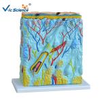 88x38x38cm Enlarged Skin Model
