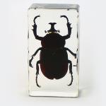 Insect Amber Resin Craft Table Decoration Paperweight