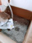 Effective Odor Neutralizing Cat Litter Powder In 25kg Convenient