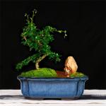 Manual Glazed Bonsai 24cmx19cmx8cm Ceramic Indoor Pots