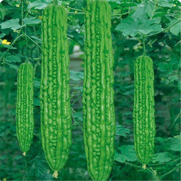Bitter Melon Extract Powder 10 % ~ 30 % Charantin Treat Diabetes and Blood Sugar Lowering