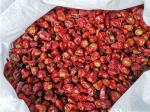 GMP Dried Red Chilli Peppers 2CM Dehydrated Lantern Pepper 2 Year Shelf Life