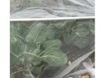 Insect-Proof Net, Crops Protection Net Against Insects And Pests