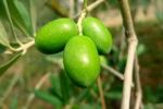 Liver protect ingredients, Oleanic acid 98%,65%,55%, Cortex Phellodendri Extract