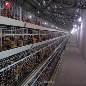 China Meat Broiler Chicken Cages With Automatic Poultry Feeding wholesale