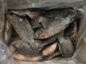 China Tasty Delicious high quality tilapia Gutted and Scaled wholesale
