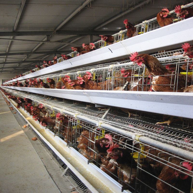 Hot Dipped Galvanized A Type Layer Chicken Cage For Farm