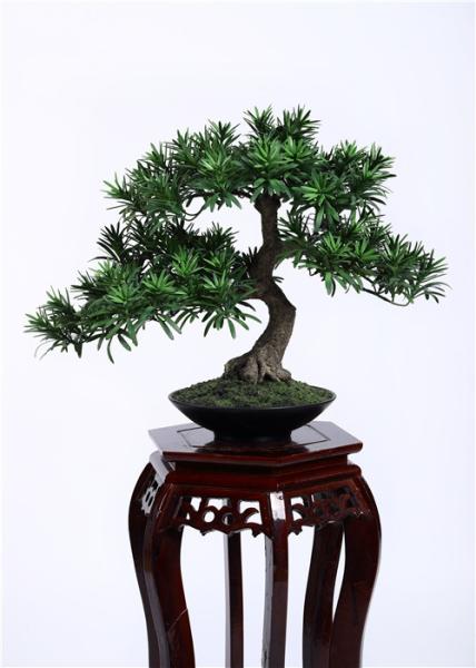 Delightful Artificial Plants Bonsai , Unique Bonsai Trees Cedrela Odorata Exotic