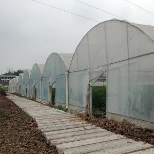 China High Tunnel Pe Film Multi Span Greenhouse Automatic Control Agriculture Hydroponic wholesale