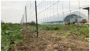 China Cattle Fence for Sports &amp; Farming: Electro Galvanized Veldspan Gate Field Fence wholesale