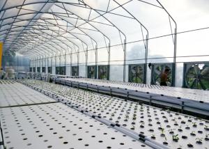 China Quick Growing DWC Hydroponics System Perfect Commercial For Fast Harvest Vegetables wholesale