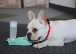 High Visibility Nylon Reflective Dog Collars And Leashes Waterproof