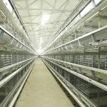 Automatic Chicken Farm Equipment , 380V U Shape Steel Hi Tech Chicken Cage