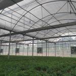 Large Area Multi Span Greenhouse / Plastic Film Greenhouse 8m Width