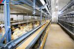 4 Tiers Broiler Chicken Battery Cage H Type Automated Battery Cage System
