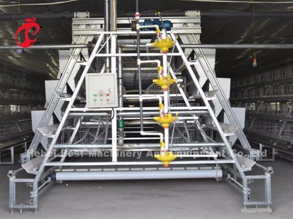 16 Weeks Egg Laying Hen A Or H Frame Automated Layer Cages 15000 Birds Emily
