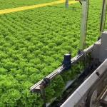 Agricultural Multi Span Greenhouse Plastic Film Hydroponics Vertical Farming