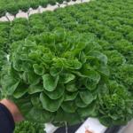 Agricultural Multi Span Greenhouse Plastic Film Hydroponics Vertical Farming