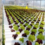 100% Virgin Pvc Pipe Large Plastic Greenhouse Elliptical Shape Hydroponic Nft