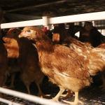 Antirust Chicken Egg Layer Cage Laying Hens Battery Cage Farming