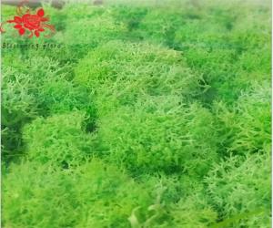 China Soft Touch Preserved Moss Real Fresh Moss For Wall Decoration wholesale