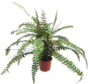 China Plastic Artificial Potted Floor Plants Boston Fern Leaves For Decor wholesale