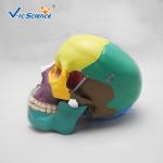 Professional Colored Human Skull Anatomy Skull Bones Anatomy 3d VIC-104C