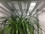 Slim Design PPF 1983umol/S LED Herb Grow Light
