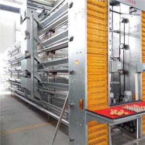 China Stable Performance Automatic Egg Collection System Smooth Running With Belt wholesale