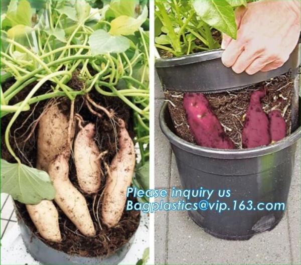 Tomato Potato Carrot Onion Peanut Growing Pot Garden Planter Pot,PP potato grow