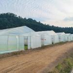 Galvanized Steel Frame Pe Film Greenhouse Single Span Greenhouse Tunnel 30 X 10