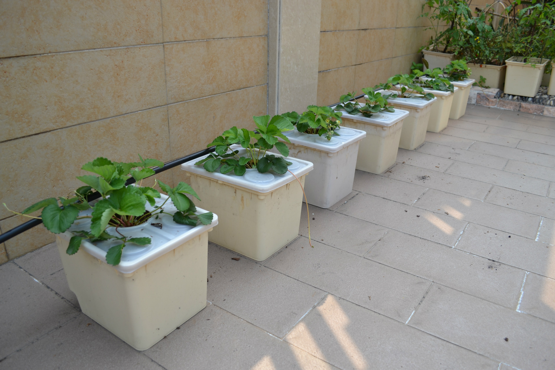 Dutch Bucket Hydroponics For Greenhouse Crop Growing Agricultural