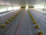 Painted Chicken Steel Structure Poultry House ASTM DIN GB JIS Standard