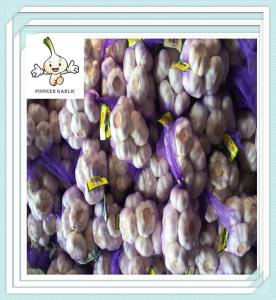 China New Shandong corp fresh garlic 2016 with best quality 5.0cm wholesale