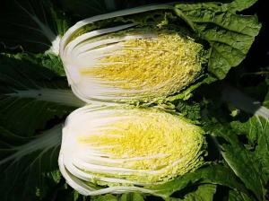 China Large Round Flat Head Cabbage For Nourishing Yin And Moisturizing wholesale