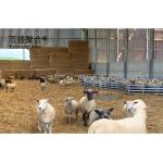 Insulated goat sheep shed farming house buildings with Certificate ISO9001 2008