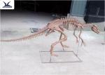 Decorative High Simulation Dinosaur Skeleton Replica Lifelike Dinosaur Skeleton
