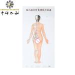 Human Body Meridian Acupuncture Culture Acupoint Acupressure Points Chart