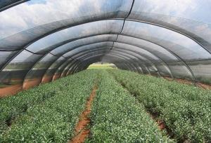China Hdpe Anti UV Greenhouse Roof Shade Netting , Polyethylene Shade Net wholesale