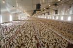 Painted Chicken Steel Structure Poultry House ASTM DIN GB JIS Standard