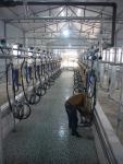 Automatic Milking Flow Meter Herringbone Milking Parlor for Dairy Farm