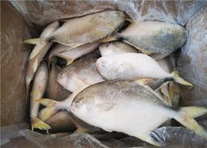 China Golden Pomfret Fish Fresh Frozen Seafood wholesale