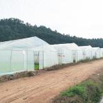 Agricultural Greenhouses Easy Installation Tunnel Greenhouse with 1.5 Meter Arch