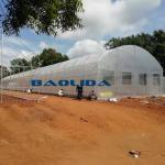 Clear UV Treated Film Anti Rust Metal Structure Tunnel Greenhouse