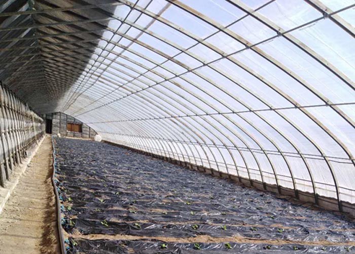 Agricultural Solar PV System Multi Span Polycarbonate Sheet 3 - 10m Height